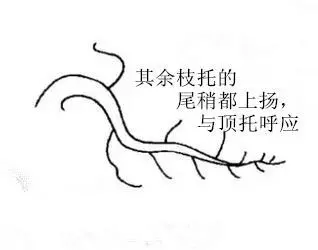 盆景初入門:三種懸崖式盆景造型圖解