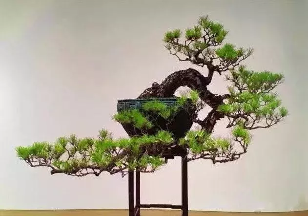 盆景初入門:三種懸崖式盆景造型圖解