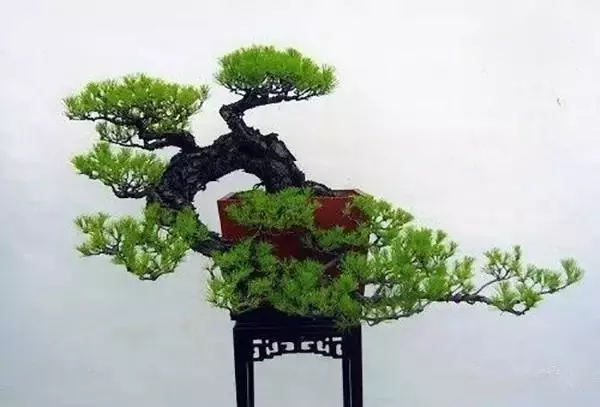 盆景初入門:三種懸崖式盆景造型圖解