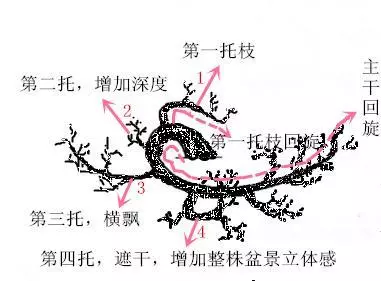 盆景初入門:三種懸崖式盆景造型圖解