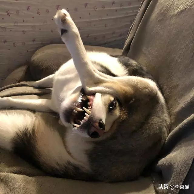 闢謠:哈士奇的智商並不低,人家只是執著於自己的獨特想法而已!