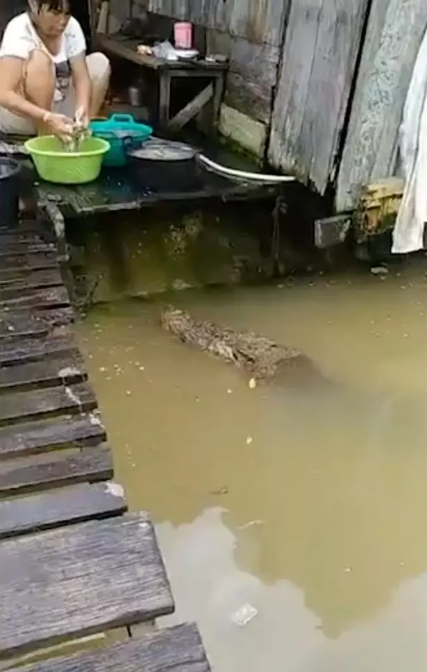婦女餵食「友善」的15英尺長鱷魚並與其玩耍?