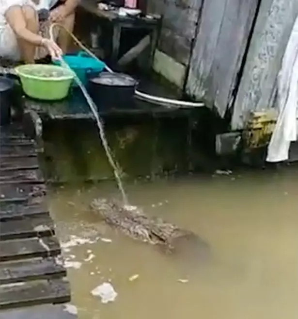 婦女餵食「友善」的15英尺長鱷魚並與其玩耍?
