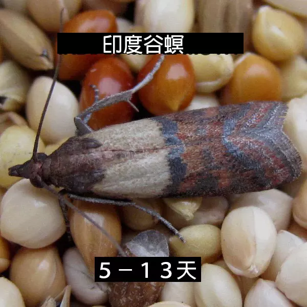 24個「自然界最殘酷的動物壽命」標準 水母絕對是人生贏家!