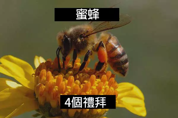 24個「自然界最殘酷的動物壽命」標準 水母絕對是人生贏家!