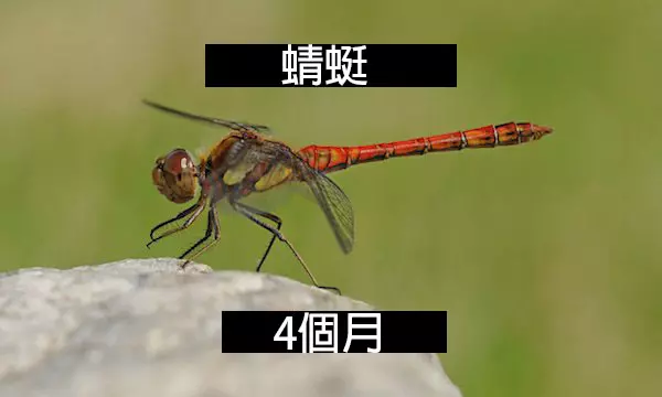 24個「自然界最殘酷的動物壽命」標準 水母絕對是人生贏家!
