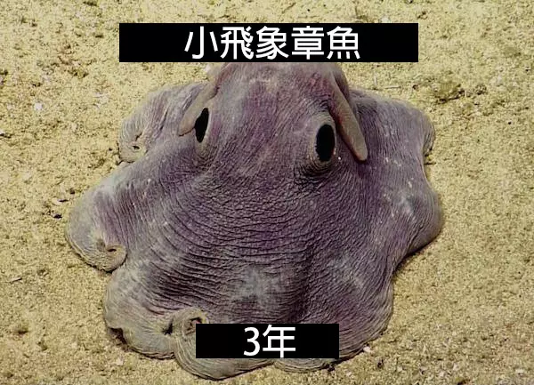 24個「自然界最殘酷的動物壽命」標準 水母絕對是人生贏家!
