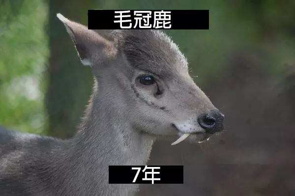 24個「自然界最殘酷的動物壽命」標準 水母絕對是人生贏家!