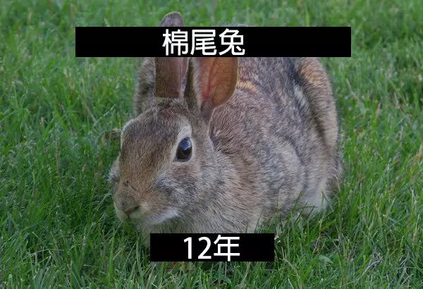 24個「自然界最殘酷的動物壽命」標準 水母絕對是人生贏家!