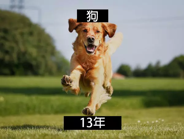24個「自然界最殘酷的動物壽命」標準 水母絕對是人生贏家!