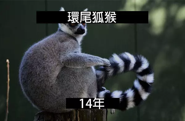 24個「自然界最殘酷的動物壽命」標準 水母絕對是人生贏家!
