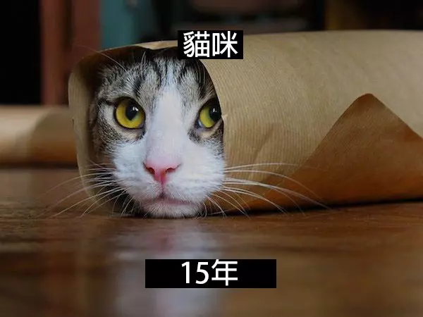 24個「自然界最殘酷的動物壽命」標準 水母絕對是人生贏家!