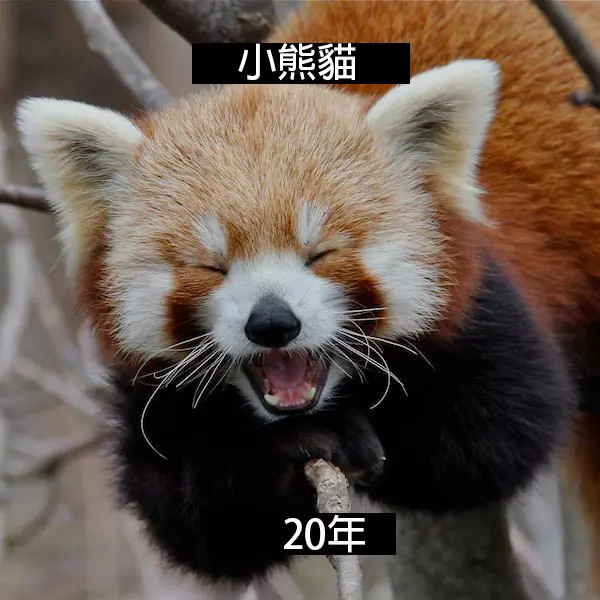 24個「自然界最殘酷的動物壽命」標準 水母絕對是人生贏家!