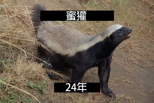 24個「自然界最殘酷的動物壽命」標準 水母絕對是人生贏家!