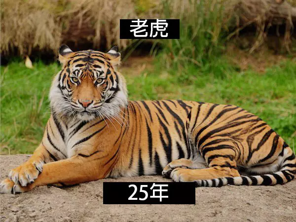 24個「自然界最殘酷的動物壽命」標準 水母絕對是人生贏家!