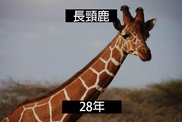 24個「自然界最殘酷的動物壽命」標準 水母絕對是人生贏家!