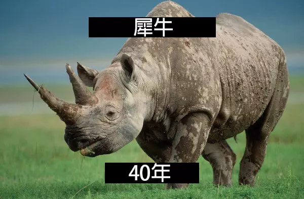 24個「自然界最殘酷的動物壽命」標準 水母絕對是人生贏家!