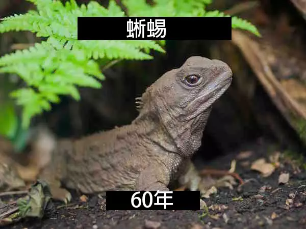 24個「自然界最殘酷的動物壽命」標準 水母絕對是人生贏家!
