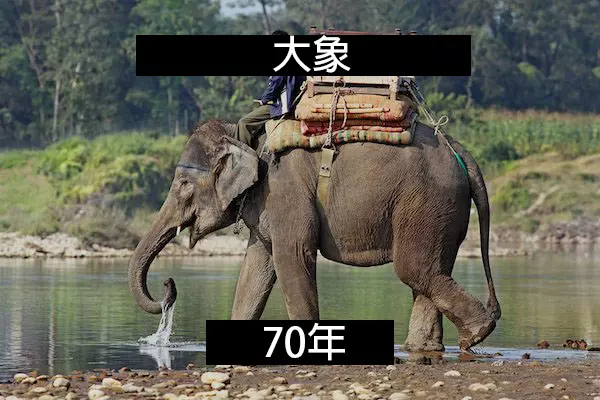 24個「自然界最殘酷的動物壽命」標準 水母絕對是人生贏家!