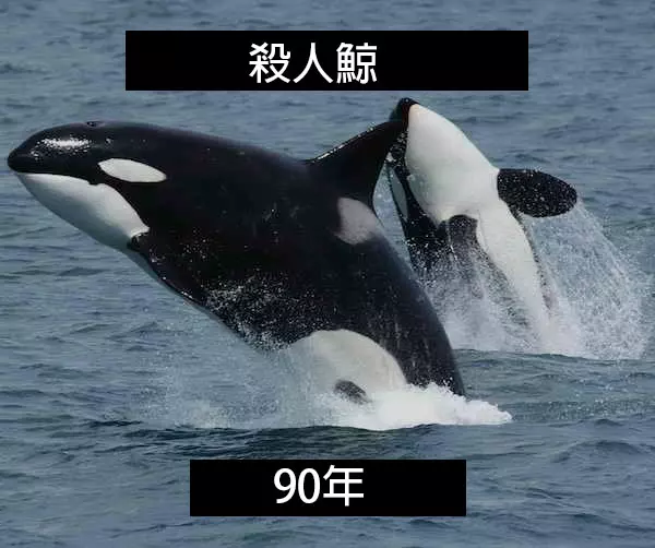 24個「自然界最殘酷的動物壽命」標準 水母絕對是人生贏家!
