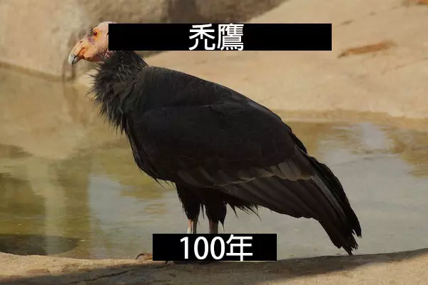 24個「自然界最殘酷的動物壽命」標準 水母絕對是人生贏家!