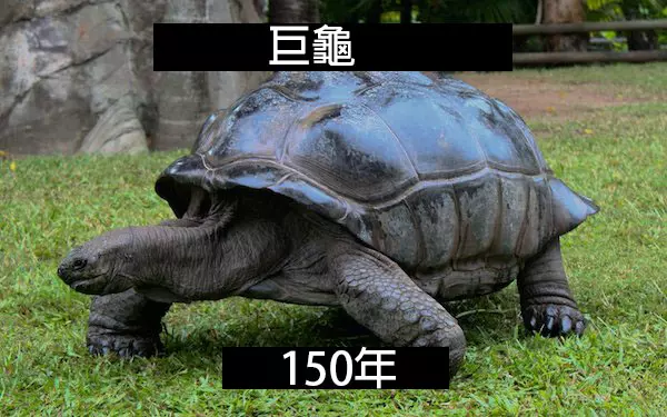 24個「自然界最殘酷的動物壽命」標準 水母絕對是人生贏家!