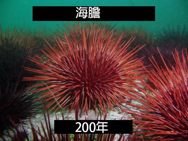 24個「自然界最殘酷的動物壽命」標準 水母絕對是人生贏家!