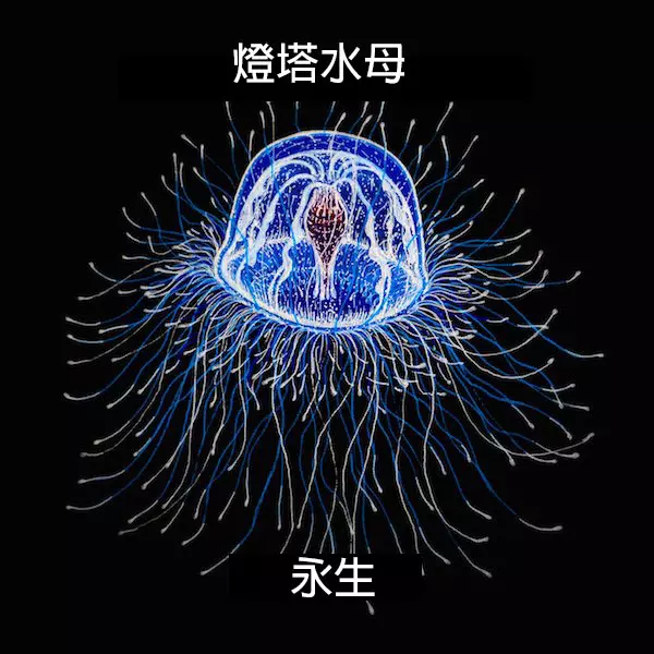 24個「自然界最殘酷的動物壽命」標準 水母絕對是人生贏家!