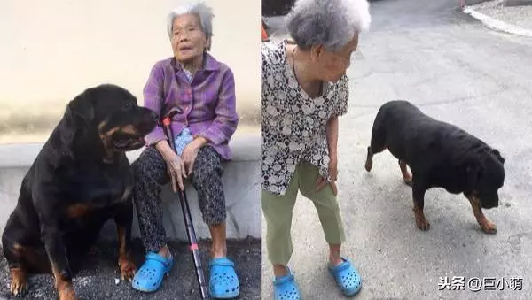 羅威納成為婆婆的拐杖,57KG狗狗每天陪老婆婆散步,溫馨得像家人