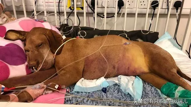 致命的甜蜜!狗狗偷吃主人的甜點,險些丟了「狗命」