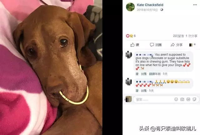 致命的甜蜜!狗狗偷吃主人的甜點,險些丟了「狗命」