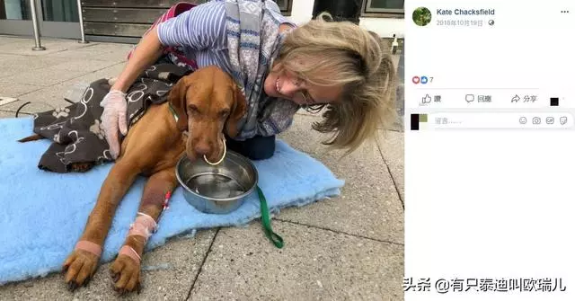 致命的甜蜜!狗狗偷吃主人的甜點,險些丟了「狗命」