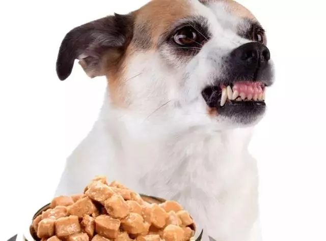 狗吼叫、護食、總咬人?告訴你訓犬師專用方法,一個月糾正壞毛病