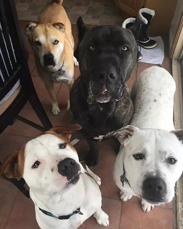 狗吼叫、護食、總咬人?告訴你訓犬師專用方法,一個月糾正壞毛病