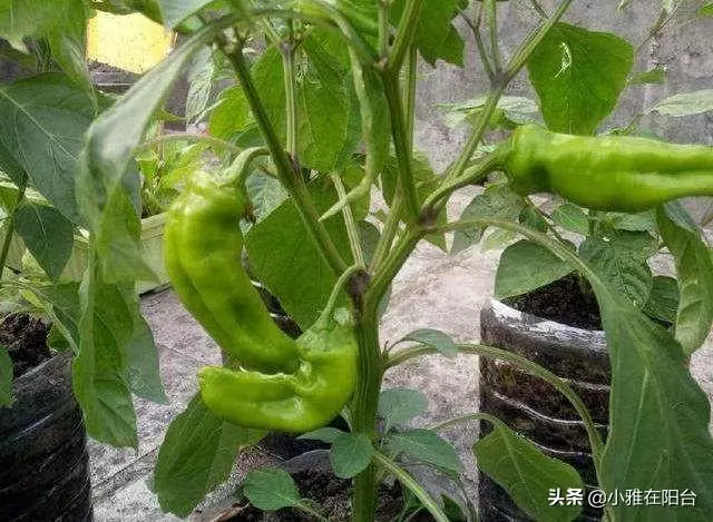 這兩種菜,陽台就能種,空油桶別丟,種幾棵,一棵能結10斤