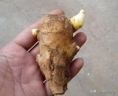 這兩種菜,陽台就能種,空油桶別丟,種幾棵,一棵能結10斤