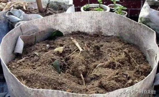 這兩種菜,陽台就能種,空油桶別丟,種幾棵,一棵能結10斤