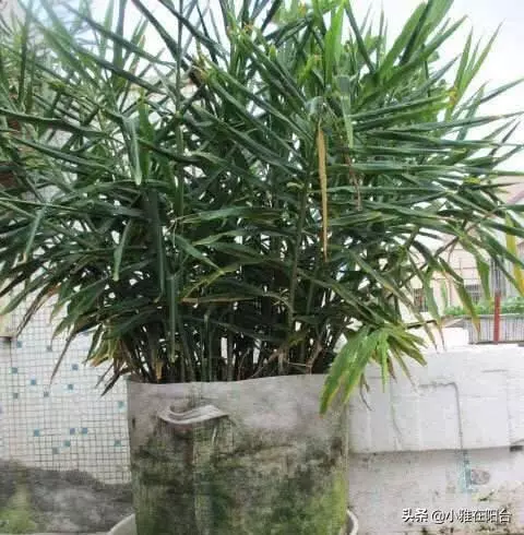 這兩種菜,陽台就能種,空油桶別丟,種幾棵,一棵能結10斤