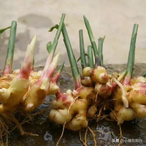 這兩種菜,陽台就能種,空油桶別丟,種幾棵,一棵能結10斤