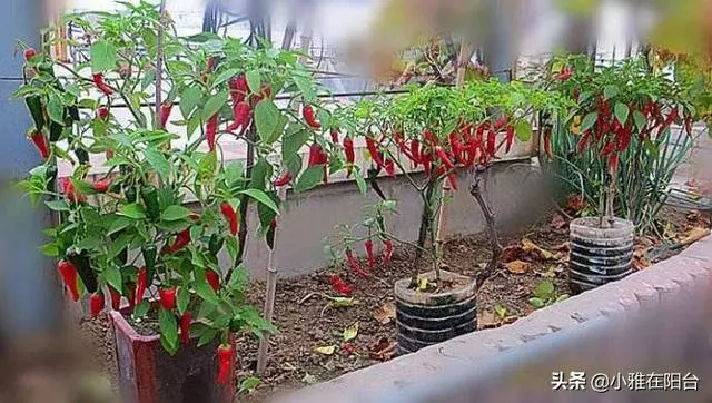 這兩種菜,陽台就能種,空油桶別丟,種幾棵,一棵能結10斤