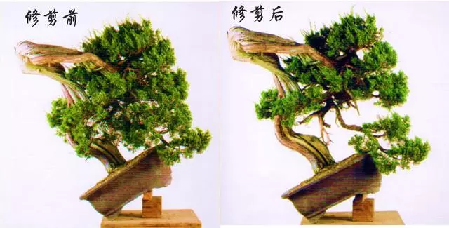 一定要大動干戈?再現生於懸崖斷壁的真柏樹姿,創作過程分享!