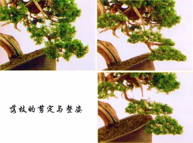 一定要大動干戈?再現生於懸崖斷壁的真柏樹姿,創作過程分享!