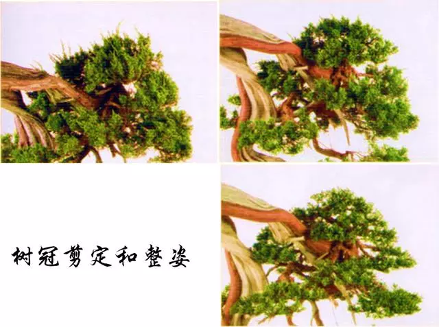 一定要大動干戈?再現生於懸崖斷壁的真柏樹姿,創作過程分享!