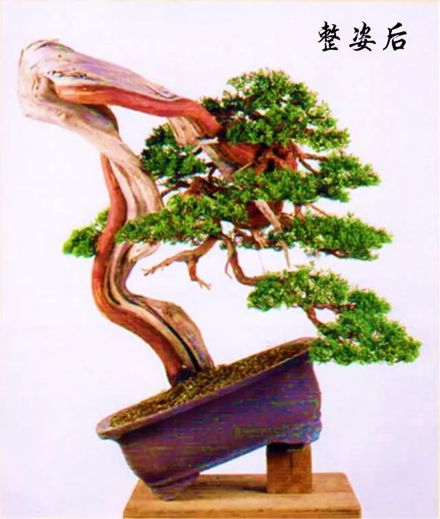 一定要大動干戈?再現生於懸崖斷壁的真柏樹姿,創作過程分享!