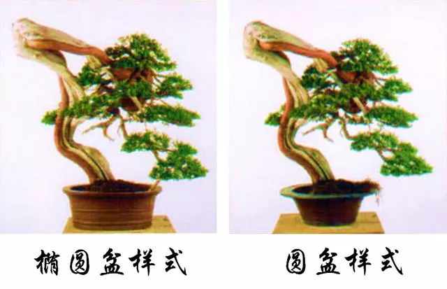 一定要大動干戈?再現生於懸崖斷壁的真柏樹姿,創作過程分享!