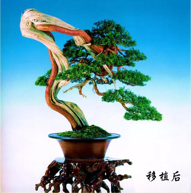一定要大動干戈?再現生於懸崖斷壁的真柏樹姿,創作過程分享!