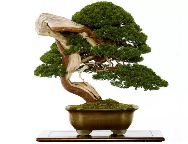 一定要大動干戈?再現生於懸崖斷壁的真柏樹姿,創作過程分享!