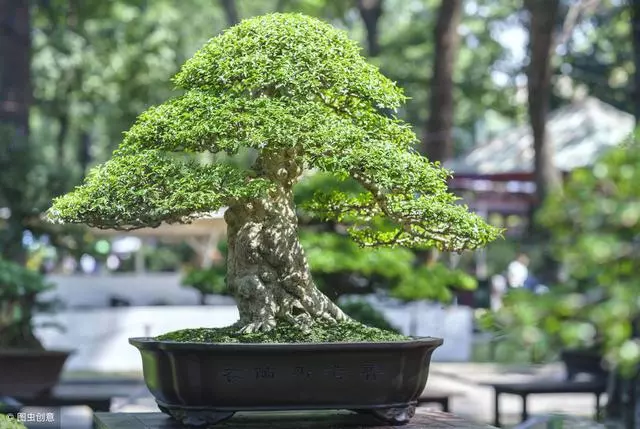 小小的盆景,咫尺之間變化無窮,深入淺出,教你探究盆景之美