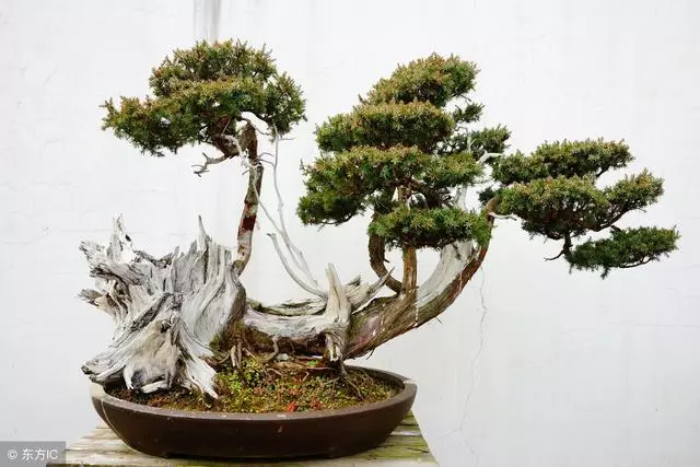 小小的盆景,咫尺之間變化無窮,深入淺出,教你探究盆景之美