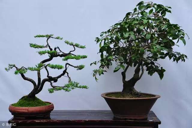 小小的盆景,咫尺之間變化無窮,深入淺出,教你探究盆景之美